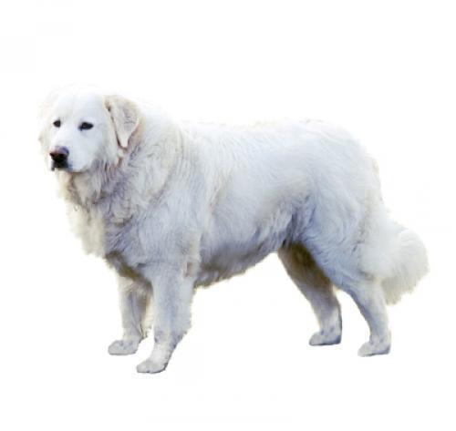 Мареммо-абруццкая овчарка: описание породы собаки, характер, уход